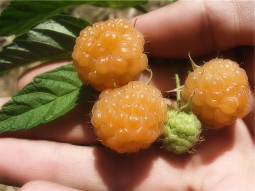 Когда плодоносит ремонтантная малина. Выращивание ремонтантной малины на участке