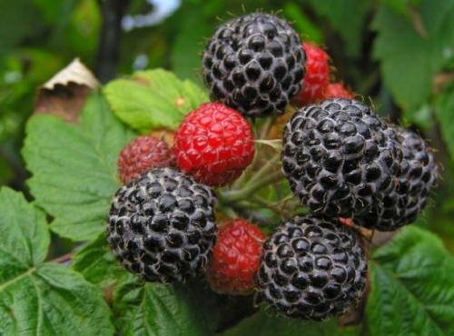 Лучшие сорта малины для Подмосковья. Ремонтантные сорта малины для Подмосковья