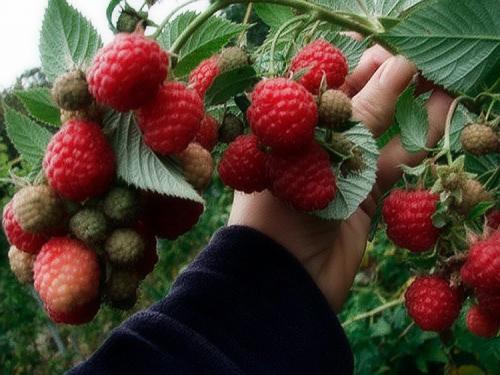 Когда плодоносит ремонтантная малина. Выращивание ремонтантной малины на участке