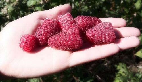 Когда плодоносит ремонтантная малина. Выращивание ремонтантной малины на участке