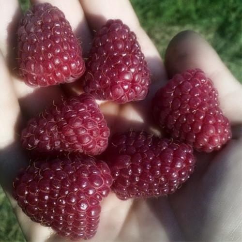 Когда плодоносит ремонтантная малина. Выращивание ремонтантной малины на участке