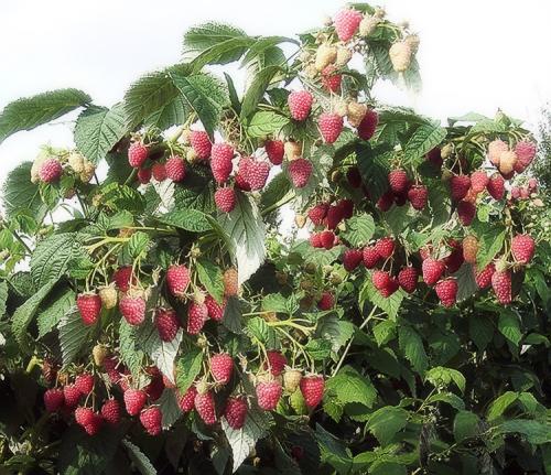 Когда плодоносит ремонтантная малина. Выращивание ремонтантной малины на участке