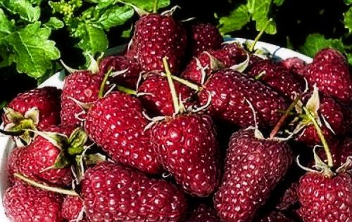 Когда плодоносит ремонтантная малина. Выращивание ремонтантной малины на участке