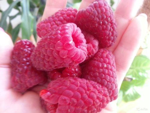 Лучшие сорта малины для Сибири. Ранние спелые сорта малины для Сибири