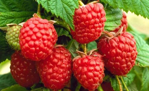 30 сортов крупной малины. Лучшие сорта малины — их подробное описание 13