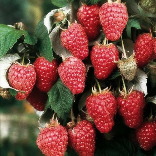 Когда плодоносит ремонтантная малина. Выращивание ремонтантной малины на участке