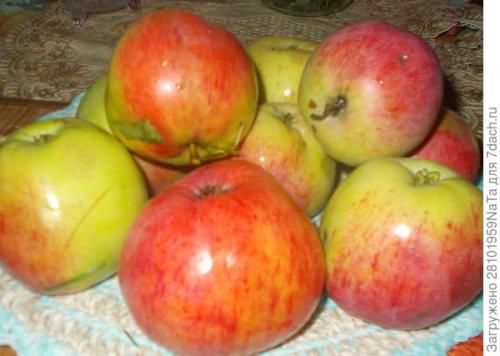 В чем заключаются основные особенности вкуса штрифеля. Штрифель, или Осеннее полосатое яблоко