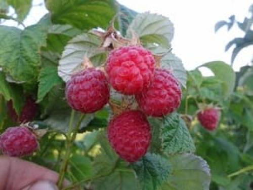 Крупные сорта малины. Сорта малины: описание с фотографиями