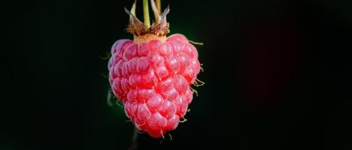 Крупные сорта малины. Сорта малины: описание с фотографиями