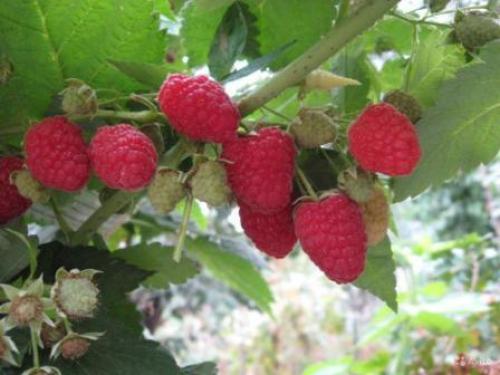 Новые сорта ремонтантной малины. Лучшие сорта ремонтантной малины, топ-5