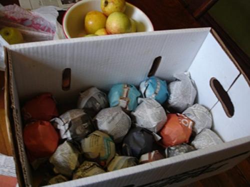 Когда именно лучше всего собирать яблоки Штрифель. Описание осеннего сорта яблок Штрифель