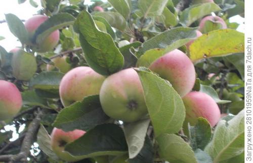 Как изменяется вкус яблок Штрифель по мере созревания. Штрифель, или Осеннее полосатое яблоко