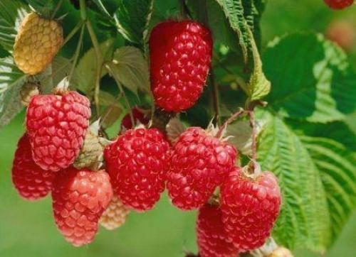 Новые сорта ремонтантной малины. Лучшие сорта ремонтантной малины, топ-5