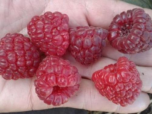 Новые сорта ремонтантной малины. Лучшие сорта ремонтантной малины, топ-5