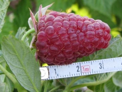 Ранние и средние сорта ремонтантной малины. Малина ремонтантная - лучшие сорта для Сибири 01 Ранние и средние сорта ремонтантной малины. Малина ремонтантная - лучшие сорта для Сибири 01