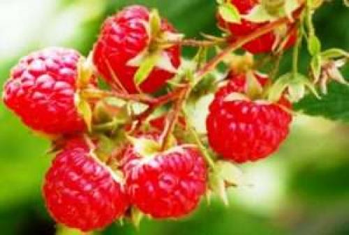 15 лучших сортов ремонтантной малины. Особенности выращивания 02 15 лучших сортов ремонтантной малины. Особенности выращивания 02