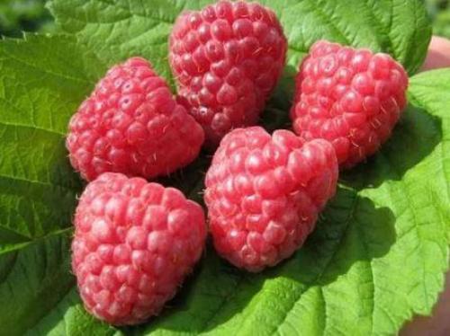 Новые сорта ремонтантной малины. Лучшие сорта ремонтантной малины, топ-5