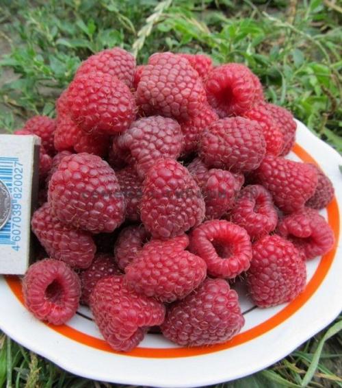 Ранние и средние сорта ремонтантной малины. Малина ремонтантная - лучшие сорта для Сибири 02 Ранние и средние сорта ремонтантной малины. Малина ремонтантная - лучшие сорта для Сибири 02