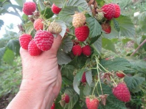 Новые сорта ремонтантной малины. Лучшие сорта ремонтантной малины, топ-5