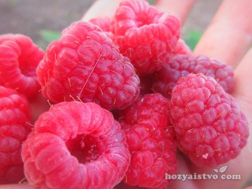 Лучшие сорта ремонтантной малины. Ремонтантная малина – есть ли недостатки? 09 Лучшие сорта ремонтантной малины. Ремонтантная малина – есть ли недостатки? 09