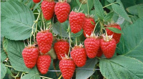 10 лучших сортов малины. Лучшие сорта ремонтантной малины 06 10 лучших сортов малины. Лучшие сорта ремонтантной малины 06