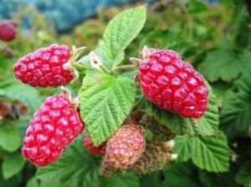 Лучшие сорта ремонтантной малины. Ремонтантная малина – есть ли недостатки? 04 Лучшие сорта ремонтантной малины. Ремонтантная малина – есть ли недостатки? 04