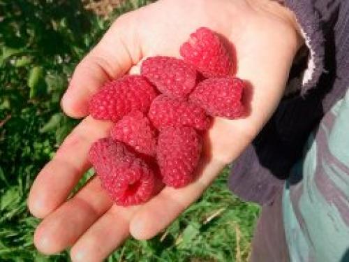 Лучшие сорта ремонтантной малины. Ремонтантная малина – есть ли недостатки? 08 Лучшие сорта ремонтантной малины. Ремонтантная малина – есть ли недостатки? 08