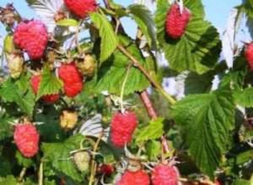 Лучшие сорта ремонтантной малины. Ремонтантная малина – есть ли недостатки? 07 Лучшие сорта ремонтантной малины. Ремонтантная малина – есть ли недостатки? 07