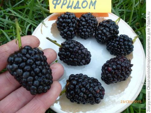 Что такое ремонтантная ежевика. Первый бесшипый сорт ремонтантной ежевики – уже в России!