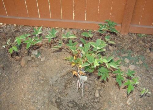 Как выбрать подходящий участок для посадки ремонтантной ежевики. Где на участке посадить ежевику