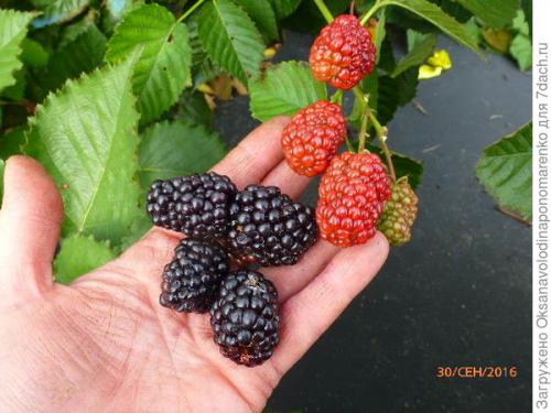 Что такое ремонтантная ежевика. Первый бесшипый сорт ремонтантной ежевики – уже в России!