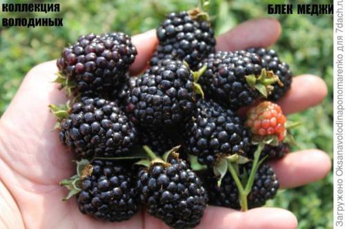 Что такое ремонтантная ежевика. Первый бесшипый сорт ремонтантной ежевики – уже в России!