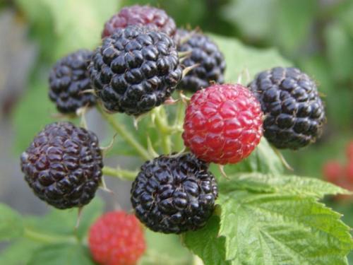 Как правильно посадить ремонтантную ежевику. Лучшие варианты ремонтантной ежевики для Подмосковья и средней полосы
