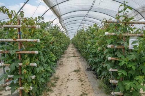 Как выбрать подходящий участок для посадки ремонтантной ежевики. Где на участке посадить ежевику