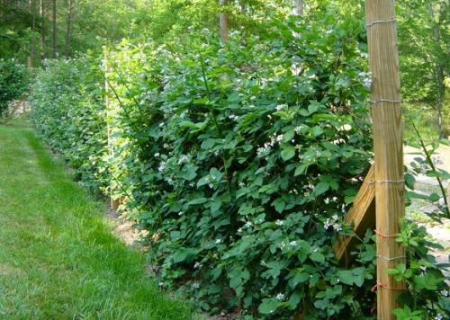 Как правильно посадить ремонтантную ежевику. Лучшие варианты ремонтантной ежевики для Подмосковья и средней полосы