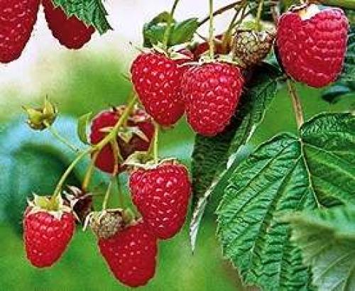 Новые сорта малины ремонтантной. Лучшие сорта ремонтантной малины, топ-5 14