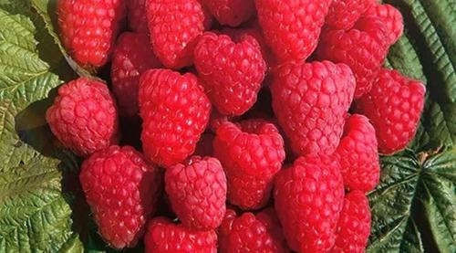 Новые сорта малины ремонтантной. Лучшие сорта ремонтантной малины, топ-5 25