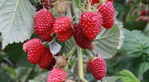 Новые сорта малины ремонтантной. Лучшие сорта ремонтантной малины, топ-5 28