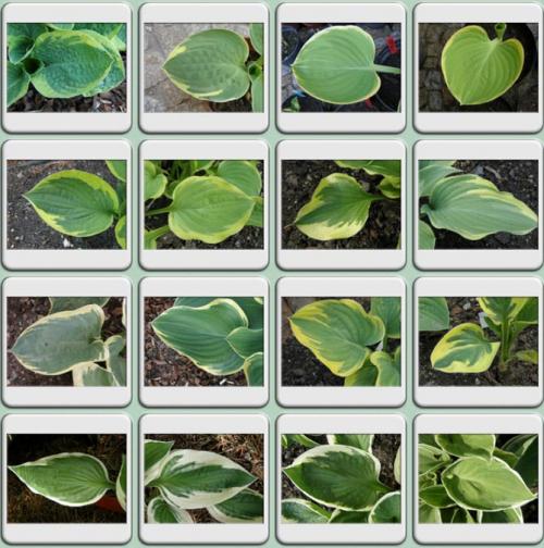 Хоста пересадка и уход. Секреты выращивания хосты – посадка и уход, фото сортов