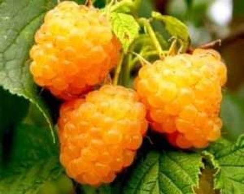 Новые сорта малины ремонтантной. Лучшие сорта ремонтантной малины, топ-5 18