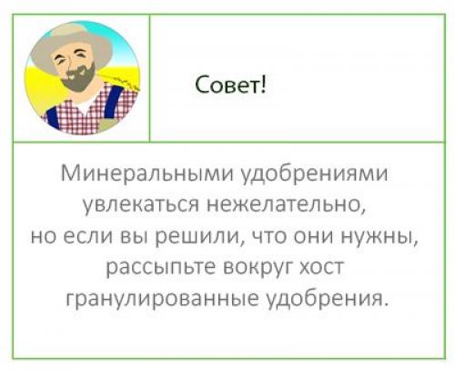 Королевская хоста уход. Хоста: описание, посадка и уход
