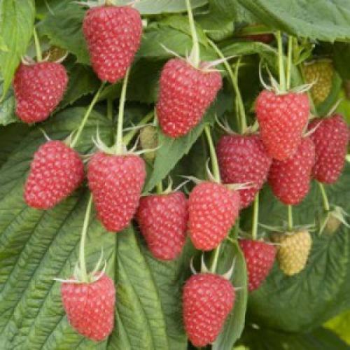 Крупноплодные сорта малины украина. Малина – вкусная и полезная ягода. Сегодня существует множество сортов, и часто мы не знаем, что именно выбрать. Это ценный ягодный куст. Плоды обладают лечебными и питательными свойствами. Ягоды малины считаются эликсиром здоровья и долголетия.