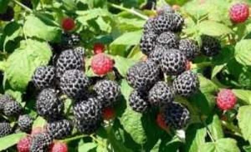 Новые сорта малины ремонтантной. Лучшие сорта ремонтантной малины, топ-5 19
