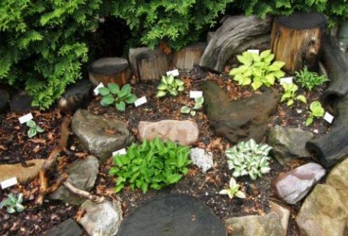 Хоста пересадка и уход. Секреты выращивания хосты – посадка и уход, фото сортов