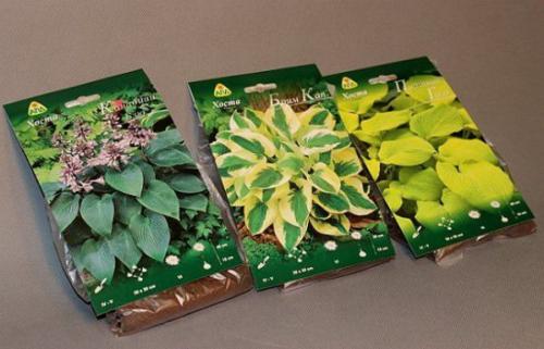 Как сажать хосту из пакета. Саженец хосты (корневище): как выбрать, сохранить, подготовить