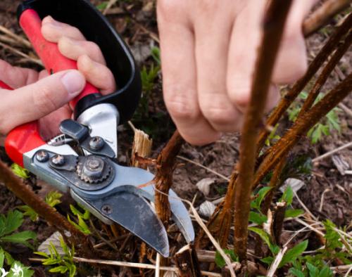 Новые сорта малины ремонтантной. Лучшие сорта ремонтантной малины, топ-5 22