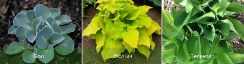 Королевская хоста уход. Хоста: описание, посадка и уход