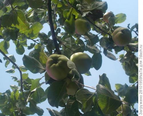 Каков вкус и текстура плодов Штрифель Красного. Штрифель, или Осеннее полосатое яблоко