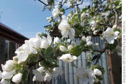 Каков вкус и текстура плодов Штрифель Красного. Штрифель, или Осеннее полосатое яблоко