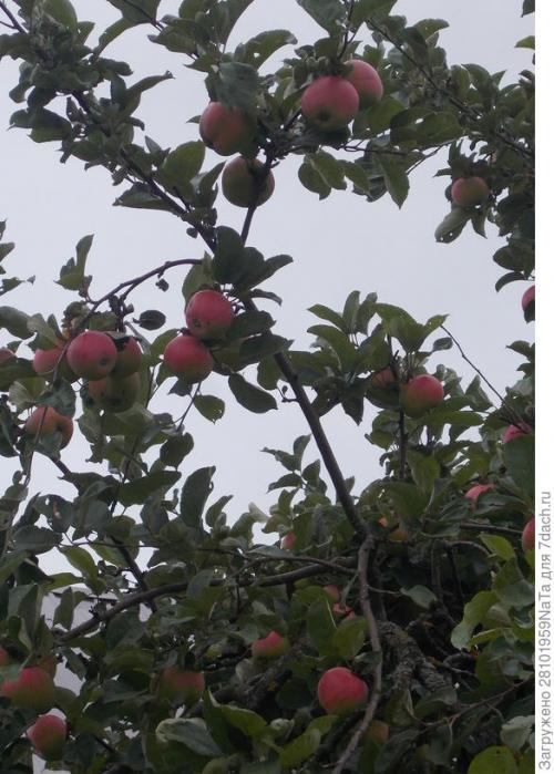 Каков вкус и текстура плодов Штрифель Красного. Штрифель, или Осеннее полосатое яблоко